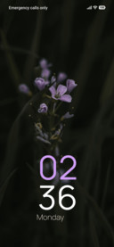 Lavender Meadow