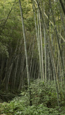 Deep in the bamboo shadows steps move gently