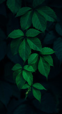 Dark B1 (12)