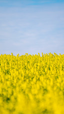 Spring scenery of rapeseed flower field