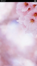 【免费】樱花落の季节（多壁纸+自由桌面）