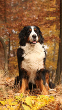 Dog79