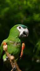 Macaw