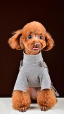 Dog428