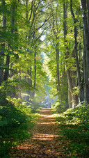 Green forest