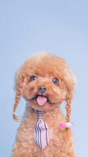Dog355