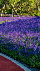 Scenic garden view
