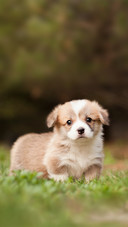 Newborn Welsh Corgi Pembroke Puppy