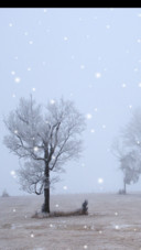 青松傲雪
