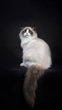 纯正的布偶猫