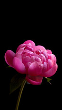 International-peony