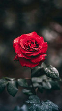 khm rose wallpaper