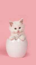 Pink cat-01