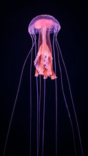 Pale purple spiny jellyfish