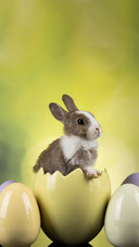 Rabbit and Egg on Green Background