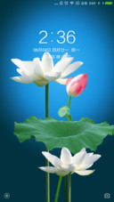 清新夏荷