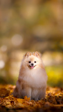 Beautiful Pomeranian Against the Backdrop of Autumn Nature