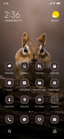 Cute Squirrel
