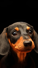 A lovely smiling dachshund