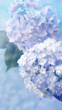 绣球花代表着希望