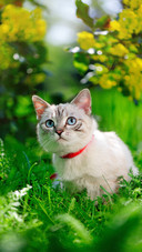 猫最感兴趣的气味