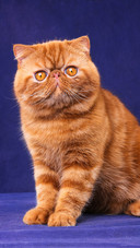 大脸加菲猫
