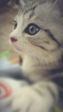 可爱猫咪