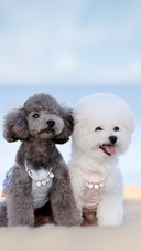 The bichon frise and poodle in front of the seaside