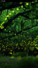  Firefly Night