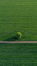 The Bright Green Wheat Field Separated by the Road