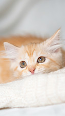 The kittens longing look