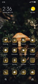 Fairy Msuhrooms