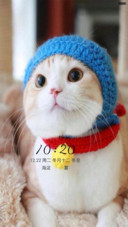 萌猫--可爱