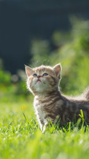 Little Kitten Looking up in Green Grass