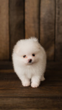 Little Pomeranian spitz-dog puppy