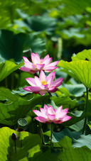 An expert in ecological restoration of pond lotus