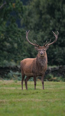 An Elk Standing on The Grass