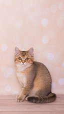 Scottish Straight Kitten on a Background of Hearts