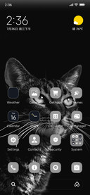 Black Cat