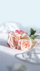 Refractive Bubble Rose