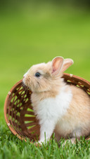 Little Rabbit Sitting in the Basket