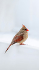 Beautiful Female Cardinal Bird in the Snow