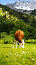 Cows are on the beautiful grassland