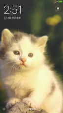 猫猫Gif