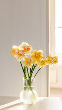 Spring Flowers of Daffodils in a Vase
