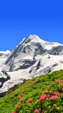 Summer in the Alps