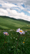 The aster on the grassland