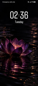 Violet Lotus