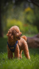 Dog (2)