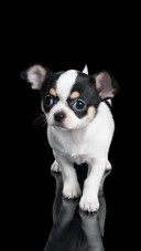 Dog73